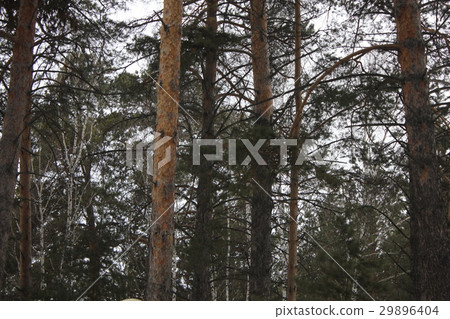 Pine and birch trees in the park 30421 Pine and birch trees in the park 30421 29896404