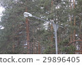 The lamppost in winter park 30423 29896405