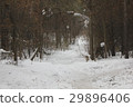 Snow path in winter forest 30425 29896406