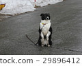 Black-white dog sitting on its hind legs on the 29896412