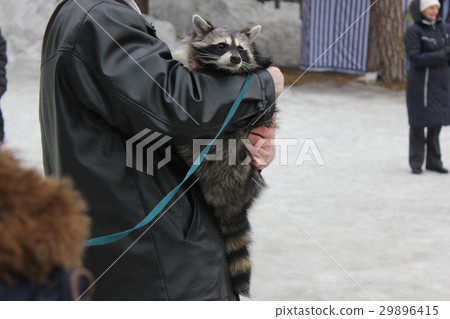 Domestic raccoon for walk in the winter park 30455 29896415