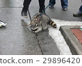 Domestic raccoon for walk in the winter park 30461 29896420