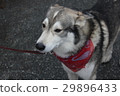 Black and white dog on a leash in winter park 29896433