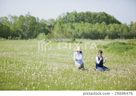 Dandelion fluffy lady 29896476