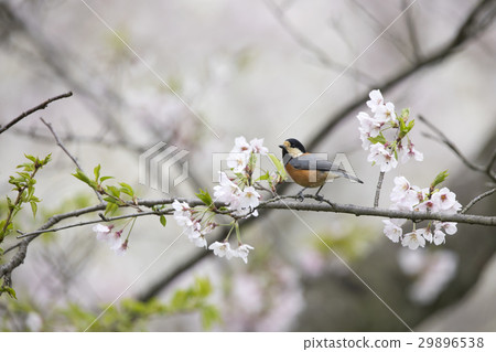 Yamagara Yamagara 29896538