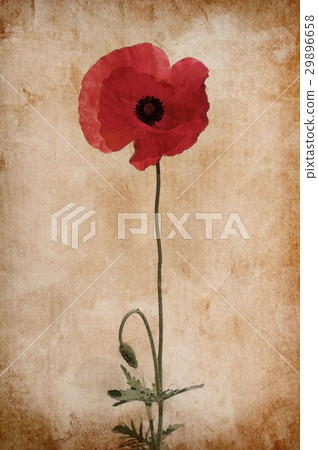 Poppy Poppy 29896658