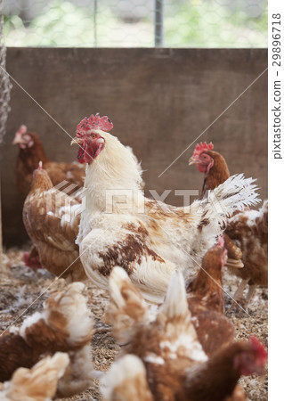 Poultry house 29896718