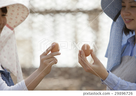 Poultry female 29896726