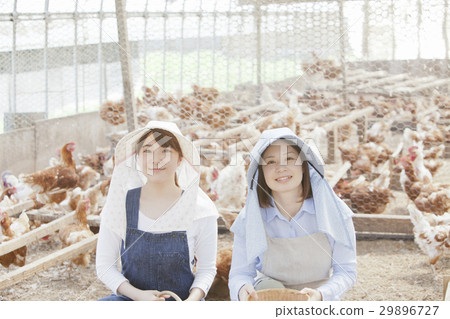 Poultry female Poultry female 29896727