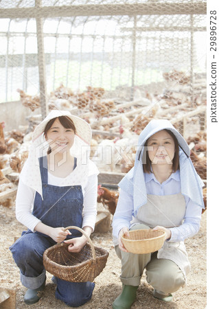 Poultry female Poultry female 29896728