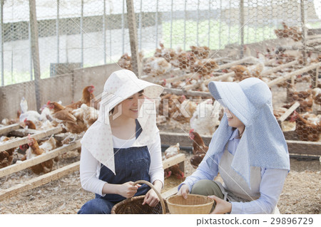 Poultry female Poultry female 29896729