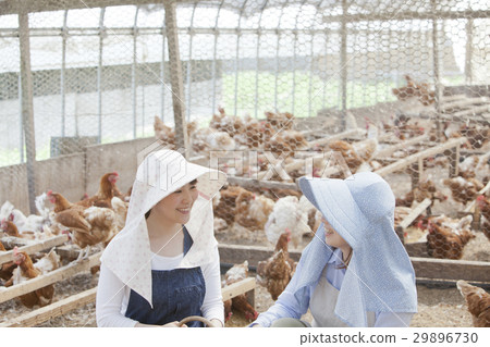 Poultry female 29896730