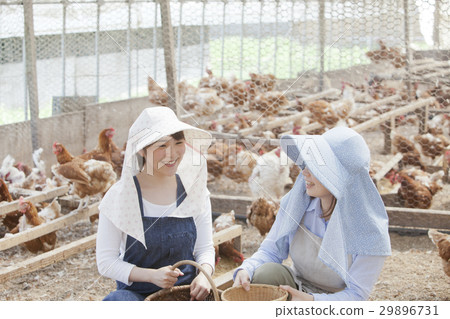 Poultry female Poultry female 29896731