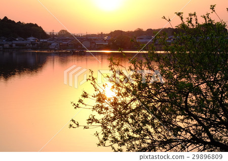 水上池塘的新鮮綠化和八千代（奈良市佐吉町） 29896809