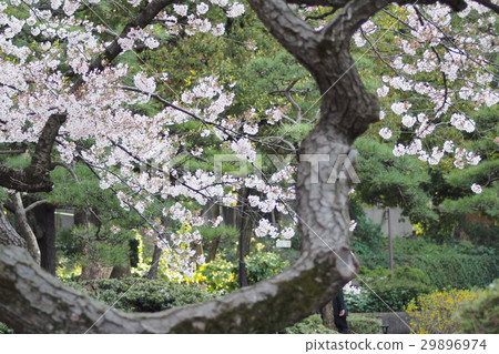 Cherry blossoms at Hibiya Park Cherry blossoms at Hibiya Park 29896974