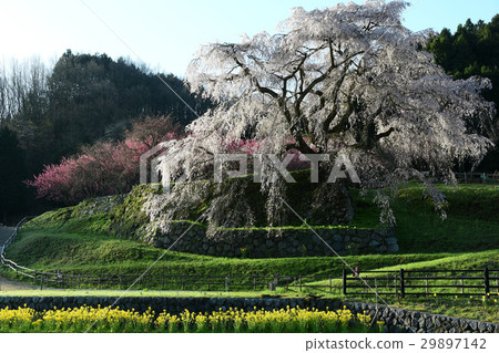 逗人喜愛的黃色花和櫻花櫻花 29897142