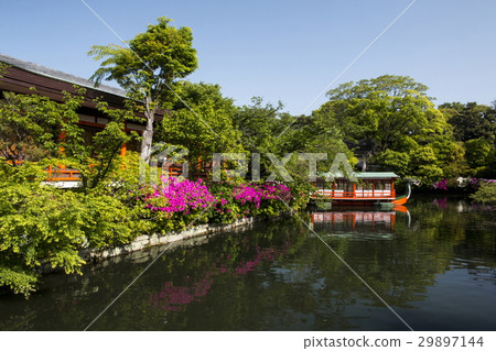 Azalea of Shinchonsen 29897144