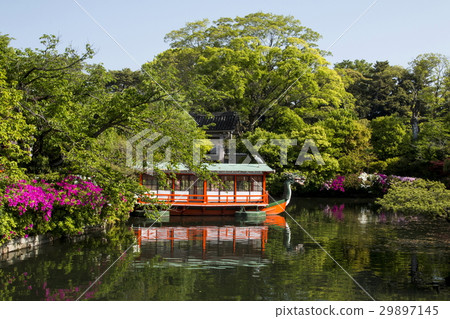 Azalea of Shinchonsen 29897145