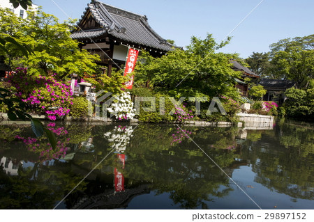 Azalea of Shinchonsen Azalea of Shinchonsen 29897152