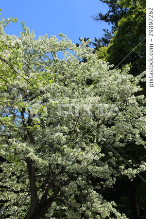 When Ogi was blooming 29897262