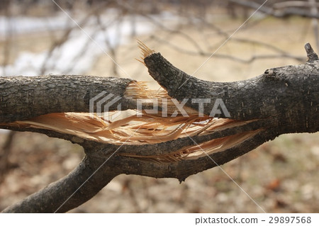 Branches of trees broken by the weight of snow Branches of trees broken by the weight of snow 29897568