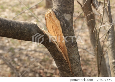 Branches of trees broken by the weight of snow Branches of trees broken by the weight of snow 29897569