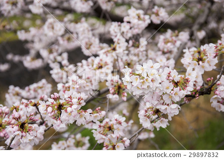 Sakura Nagasawa River Sakura Nagasawa River 29897832