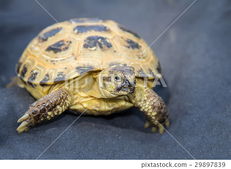 relaxed home a turtle close-up on blue fabric 29897839