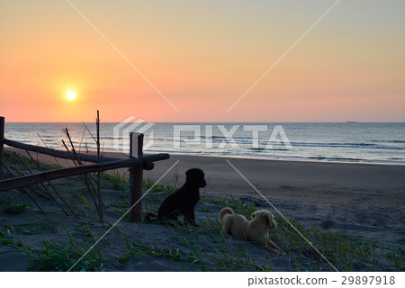 風景 海 夕陽 狗 風景 海 夕陽 狗 29897918