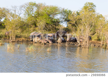 Herd of hippos sleeping, Isimangaliso Wetland Park Herd of hippos sleeping, Isimangaliso Wetland Park 29898066