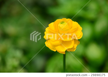 Plant flower land lotus flower bud celery flower asian frog persian buttercup celery flower Plant flower land lotus flower bud celery flower asian frog persian buttercup celery flower 29898175