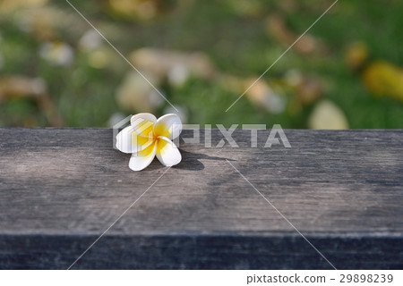 油桐花 29898239