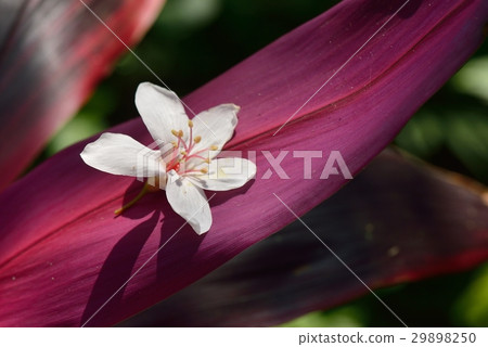 油桐花 29898250