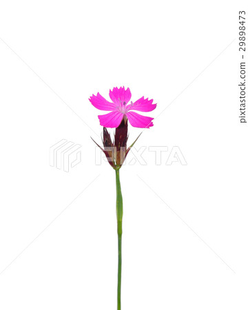Carthusian pink (Dianthus carthusianorum) Carthusian pink (Dianthus carthusianorum) 29898473