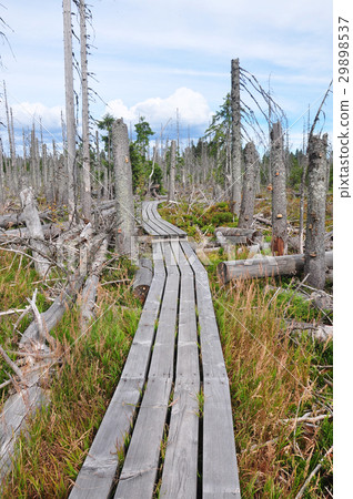 Dead wood in national park Bavarian Forest 29898537