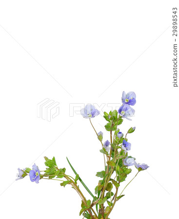 Slender Speedwell (Veronica filiformis) Slender Speedwell (Veronica filiformis) 29898543