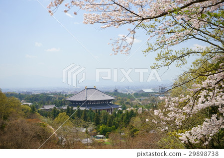 奈良Wakusakuyama大佛景點·櫻花1 29898738