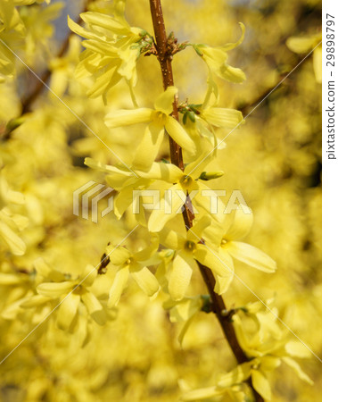 Blooming tree at sunny day 29898797