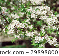Blooming tree at sunny day 29898800
