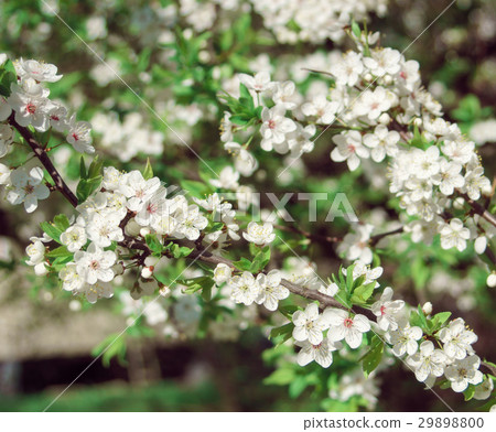 Blooming tree at sunny day 29898800