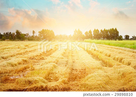 Paddy field after harvest, some still growing up 29898810