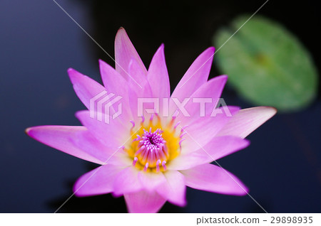 Lian flower 29898935