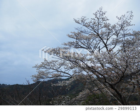 野山櫻桃樹 29899113