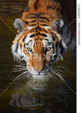 Close up portrait of Siberian Amur tiger Close up portrait of Siberian Amur tiger 29899671