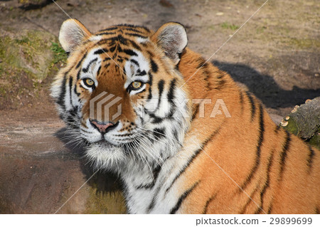 Close up portrait of Siberian Amur tiger 29899699