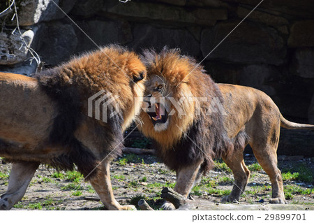 Two male African lions fight and roar in zoo 29899701