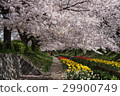 Cherry blossoms, tulips and streams 29900749