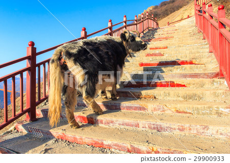 Yak walk up on stairway at Larung gar 29900933