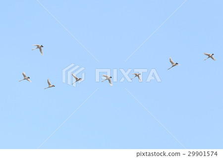 Shiratori's Kitajin Line 29901574