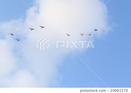 Shiratori的Kitajin線 29901578